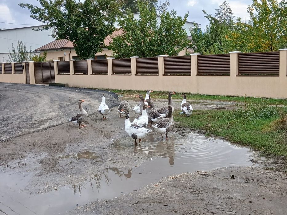 Vand 5 gascani Bio