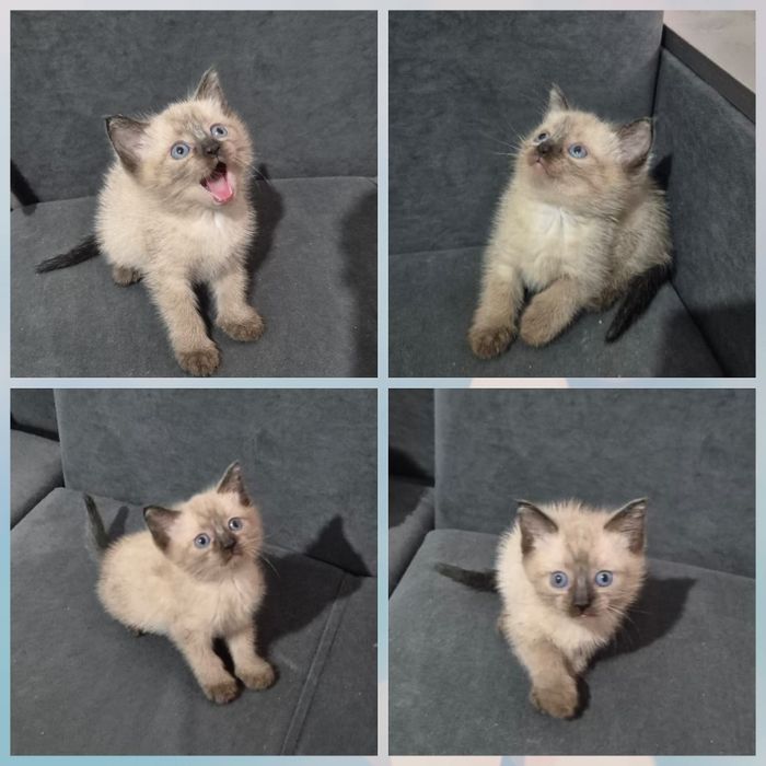 Котята британский породы 1,5 мес