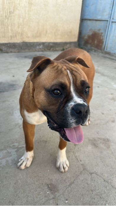 Продаётся немецкий боксер  1 год 3 месяца