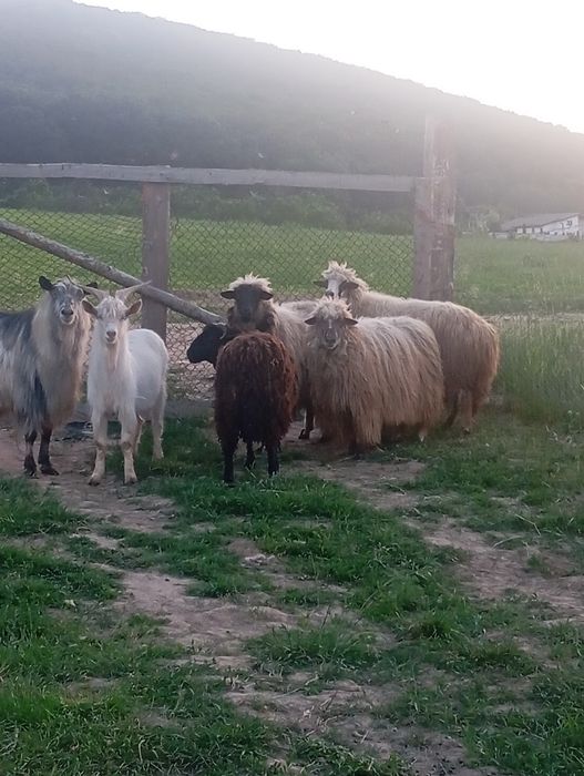 De vânzare trei oi și un miel un țap
