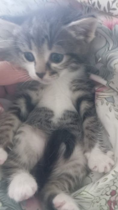 Отдам в добрые руки котят