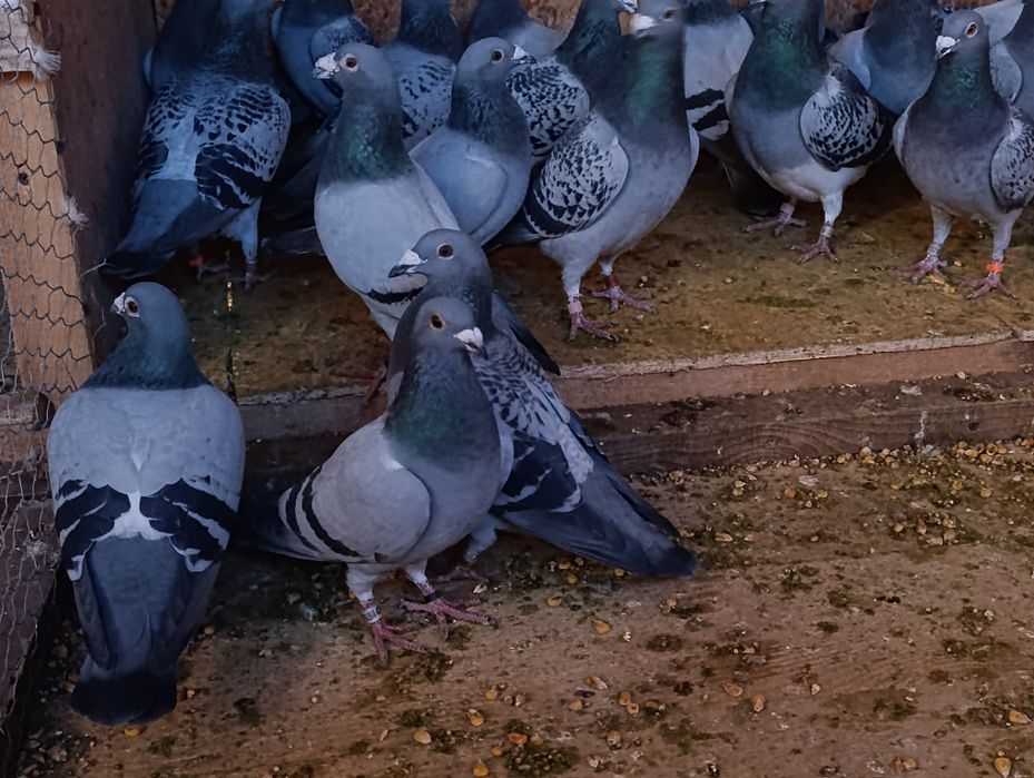 Porumbei voiajori de vânzare