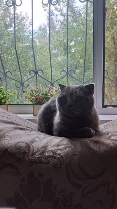 Кошка ищет жениха