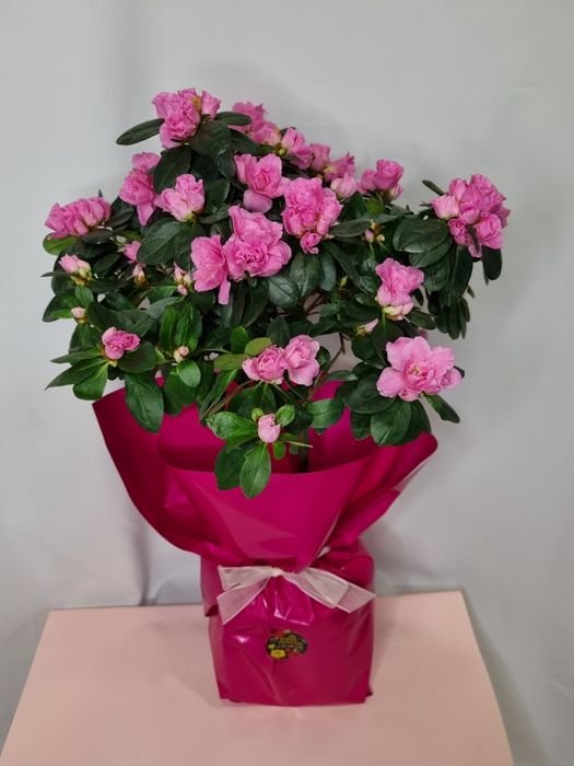 Азалия. Азалия на штамбе. Комнатная азалия.