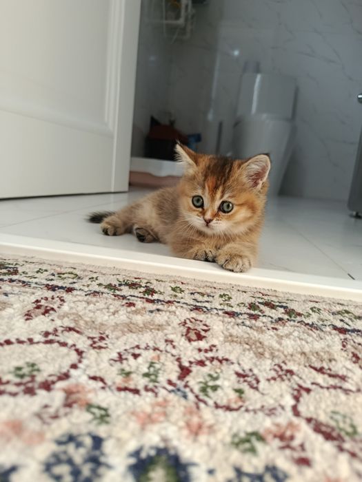 Продается кошечка скотиш страйт