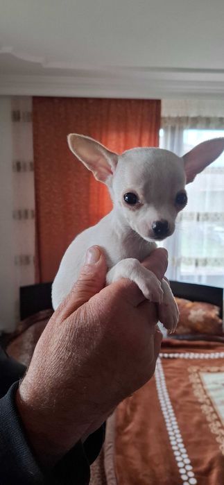 Малко мъжко чихуахуа