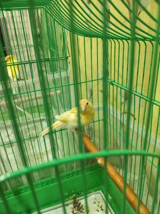 Продам канарейку