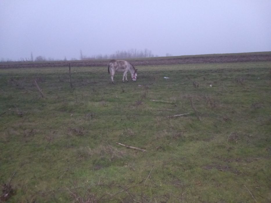 Vând magarita de oi