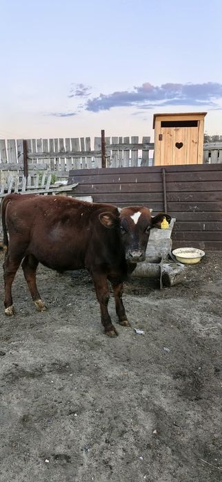 Продам бычков 8 месяцев, на доращивание.