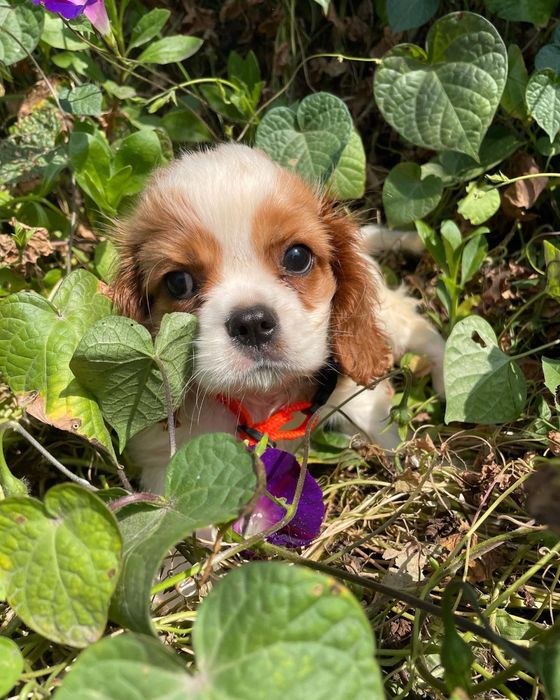 Кавалер кинг чарльз спаниель