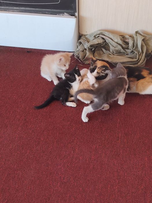 Отдам котят в хорошие руки