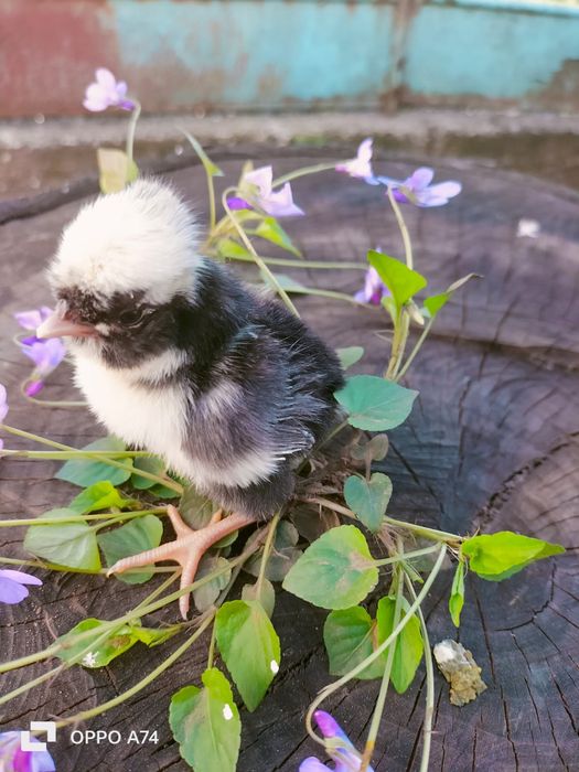 Pui de gaina din rasele Paduane Chamoise.