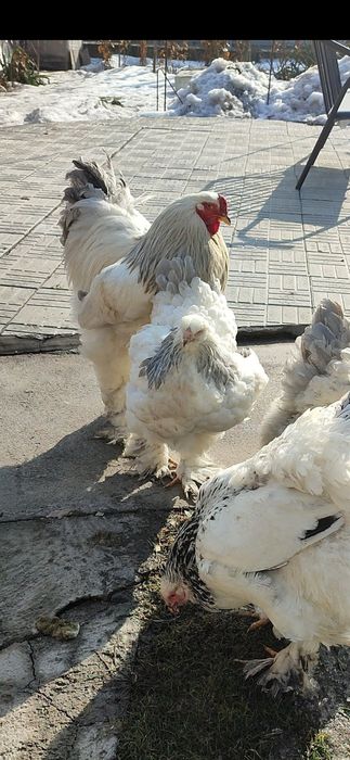 Продам цыплят Брама светлая