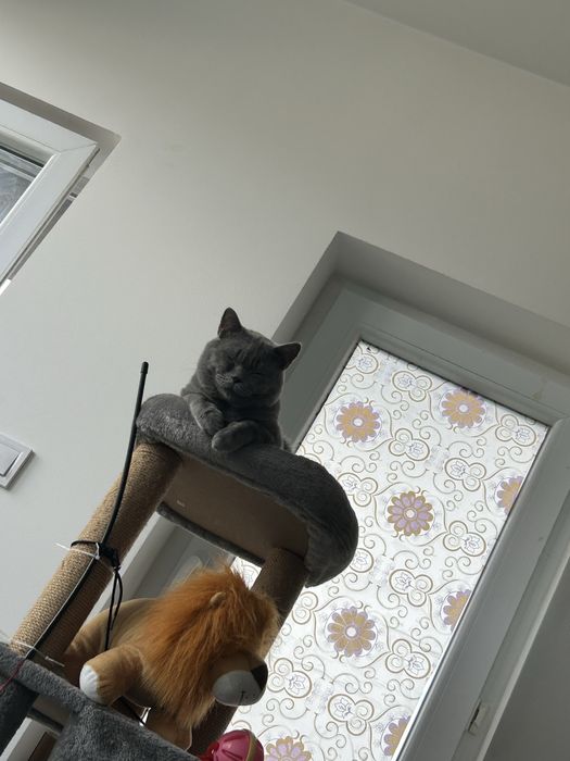 Британска късокосместа