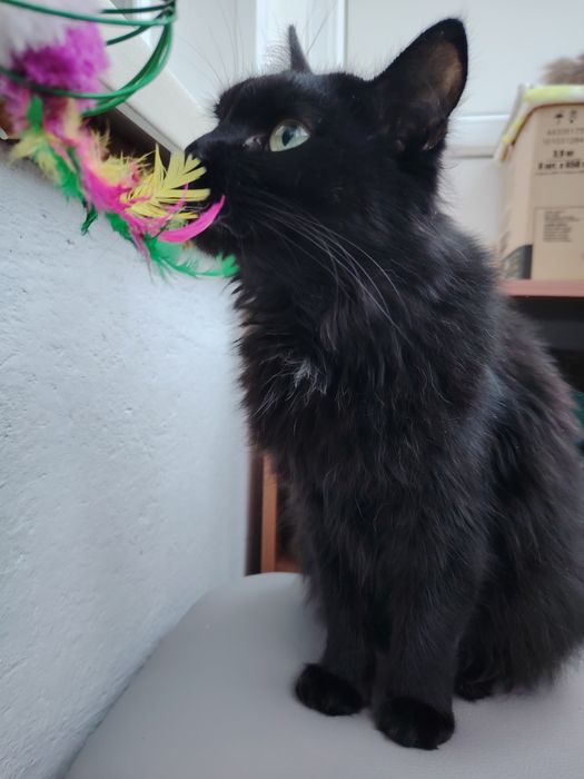 Пристраивается шикарный кот