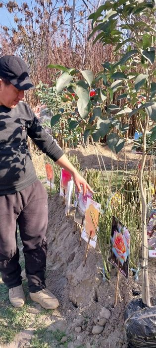 мекали кучатлар манзарали  кочатлар