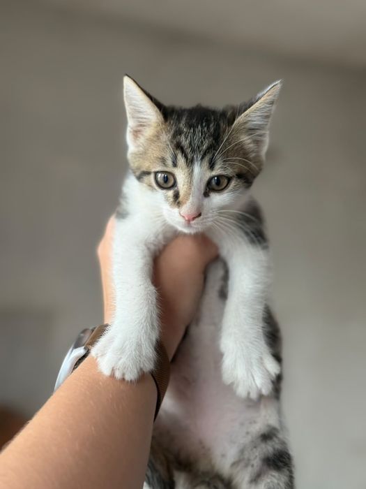 Котик 3 месяца, ищет любящего хозяина