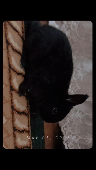 Karlik quyon  sogʻlom