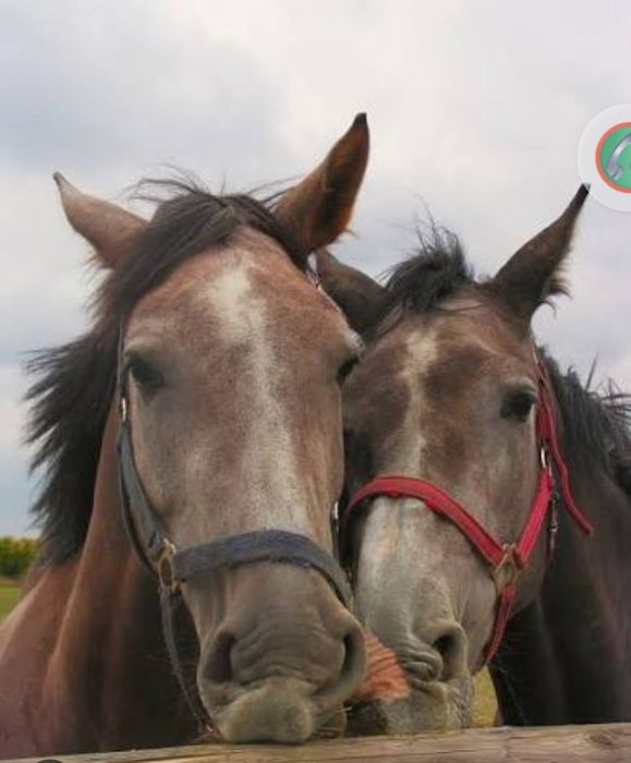 Жылқы  Тайлар бар.Қызыл Өзенде тұр.