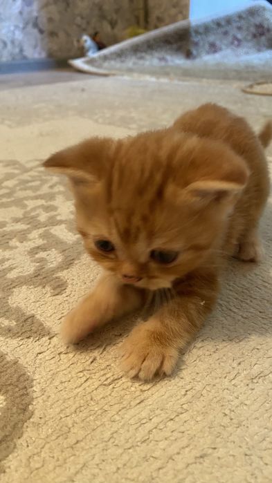 Шотладские котята