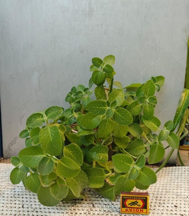 Сансевьера цветы в офис Доставка и самовывоз 10-22ч