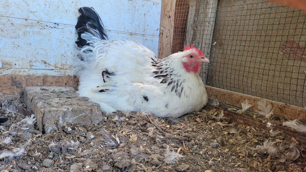 KURK tovuq svetli brama yirik tovuq 2ta