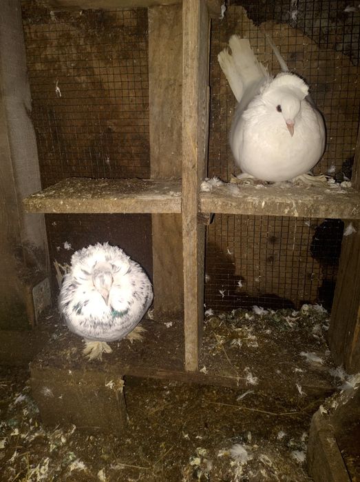 De vânzare pereche de porumbei uriași