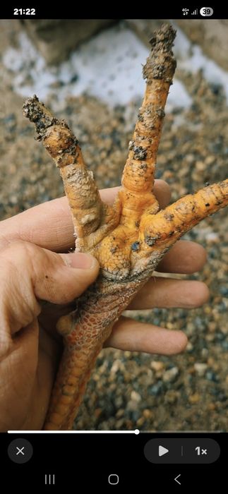 Продам молодого петушка