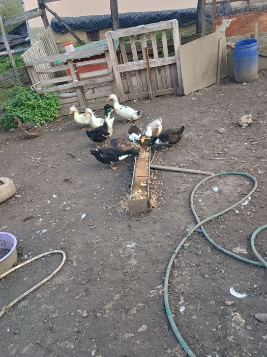 Gaste tinere și rate taranesti de vanzare