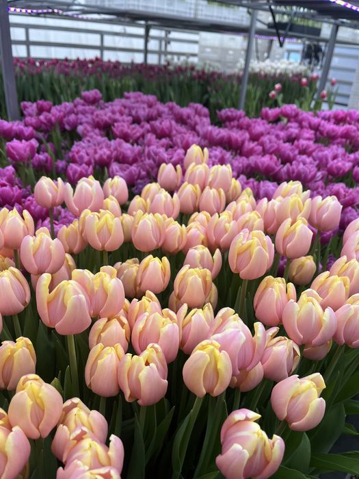 Тюльпаны оптом и в розницу