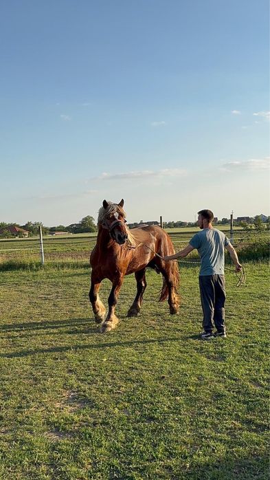 Armăsar Comtois disponibil ptr  Montă Jud: Satu Mare
