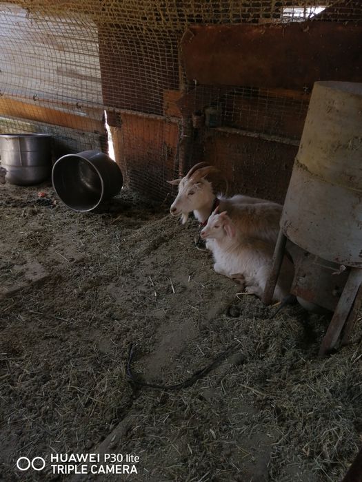 Ешкілер сатылады