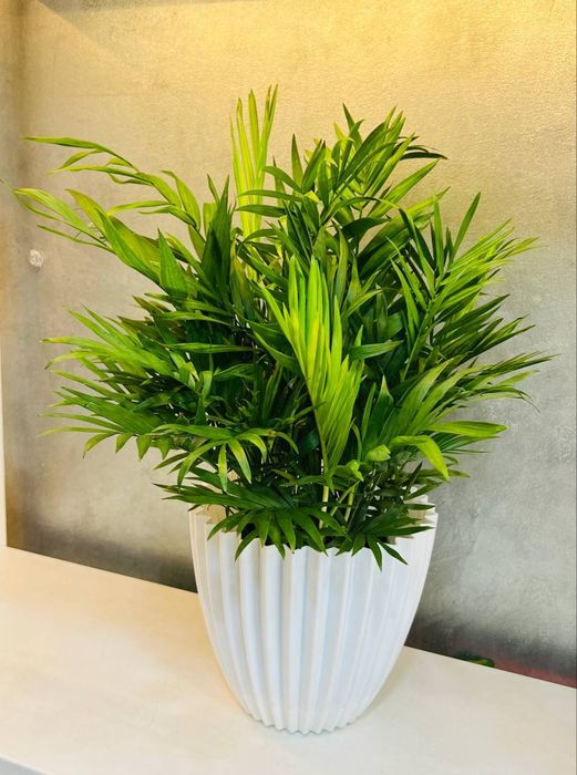 Хамедорея декоративная пальма в огромном ассортименте