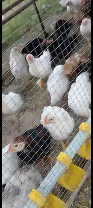 Цыплята, Адлер.,