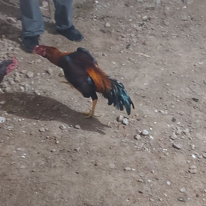 Майски джужа Корейц  хинт