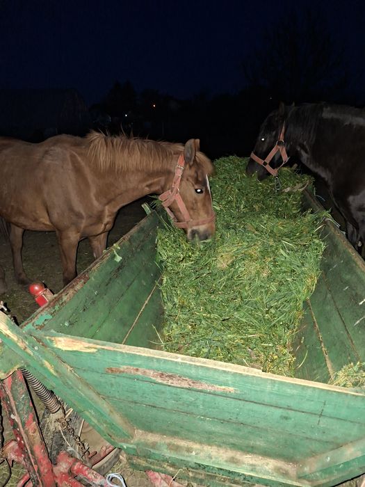 Vând iapa bună de ham