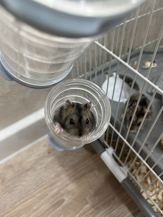 Хомяк с клеткой//