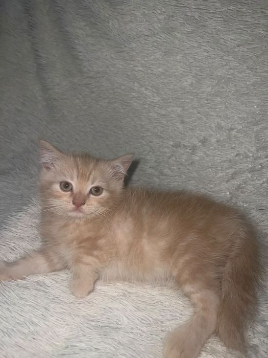 Британские котята 2 мальчика