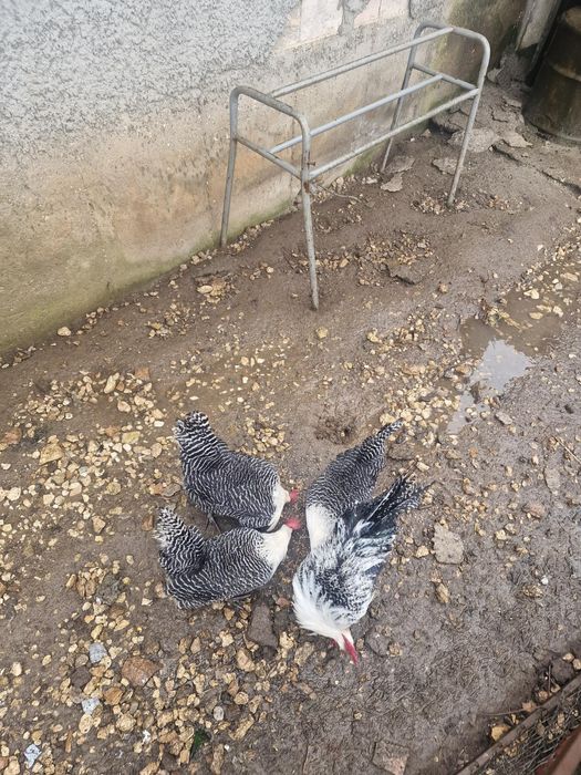 Яйце от сребърен бракел