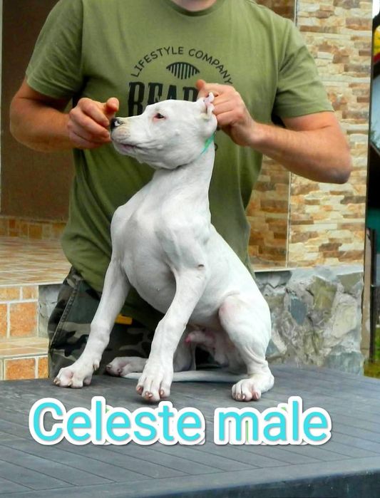 Dog argentinian cu pedigree