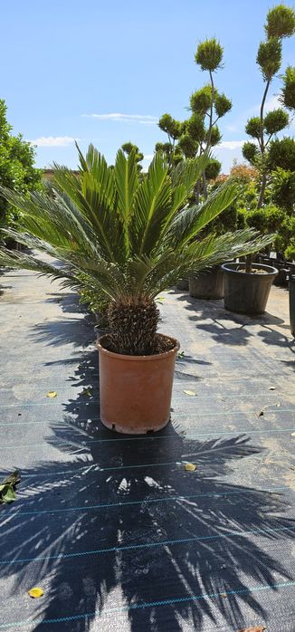 Palmieri trachycarpus fortunei- Cycas