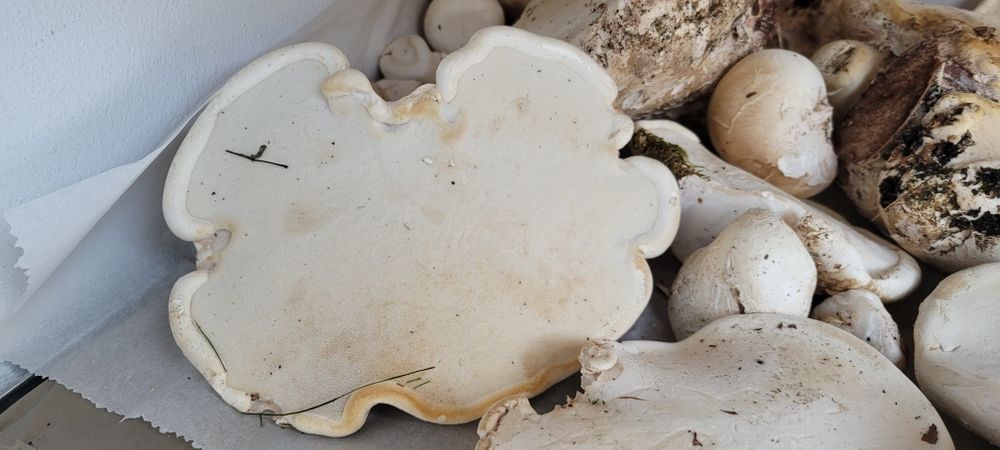 Văcălie de mesteacăn proaspătă – Iasca mesteacănului – Piptoporus betulinus
