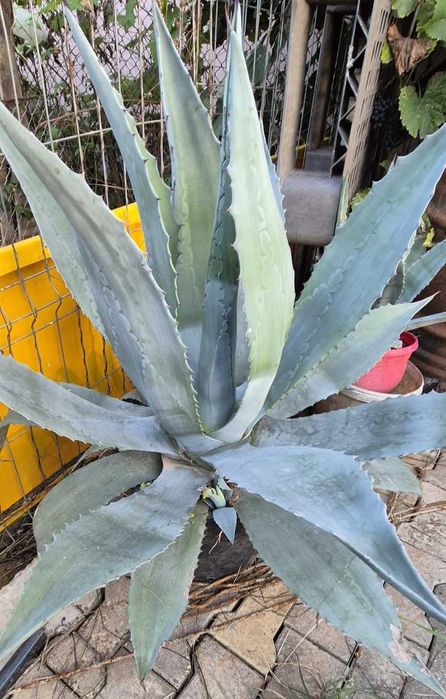 Agave plante ....