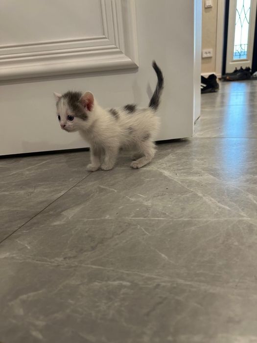 Отдам котят в хорошие руки