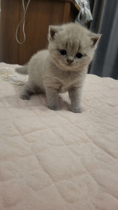 Котятки бриташки