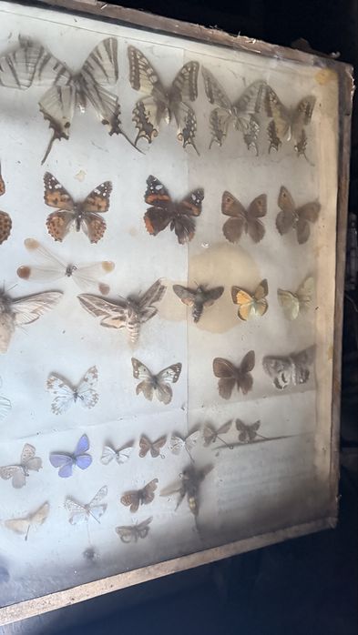 Продам коллекционные бабочки