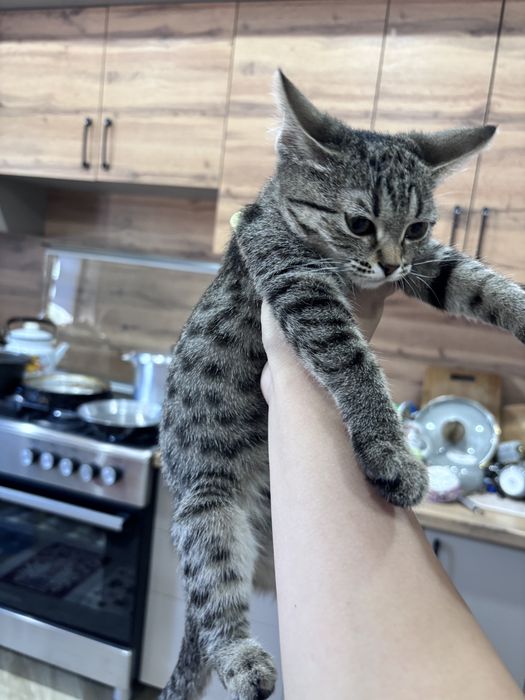 Кошка.