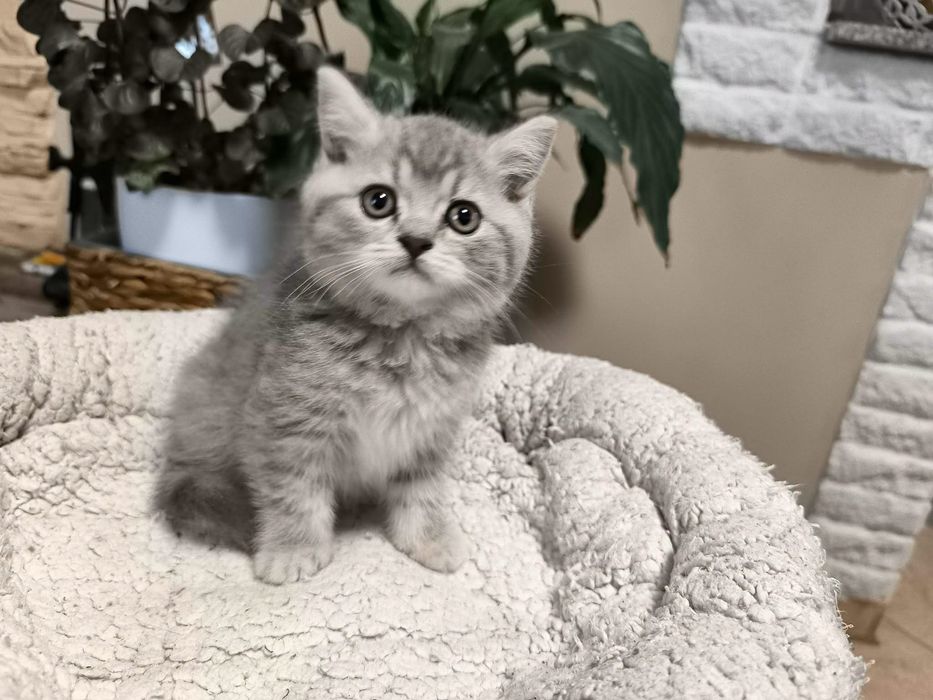 British silver tabby mascul