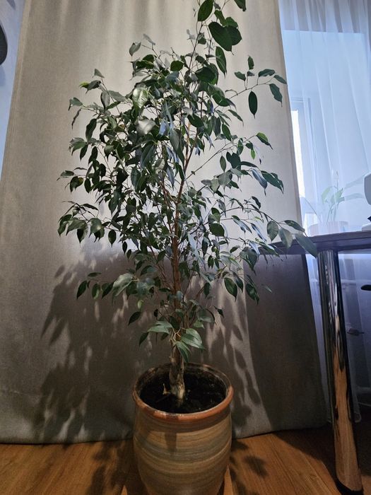 Фикус бенжамина  1м 20 см