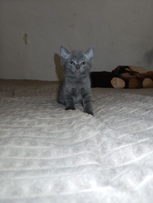 Котята породистые